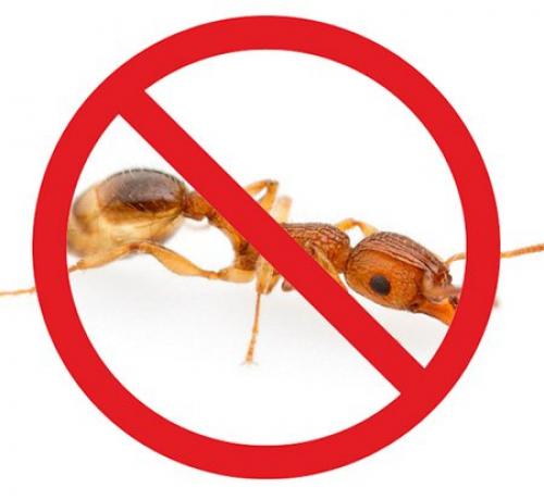 Как избавиться от муравьев народными средствами. Разновидности домашних муравьев 01