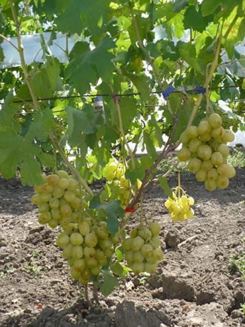 Обзор ультраранних сортов винограда. Самые лучшие ранние сорта белого винограда: топ-7