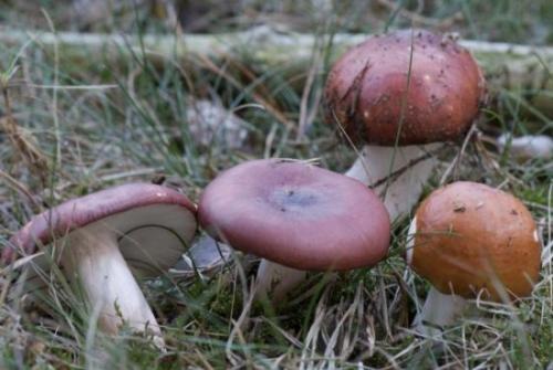 Сколько варить грибы перед жаркой. Нужно ли отваривать грибы перед жаркой?