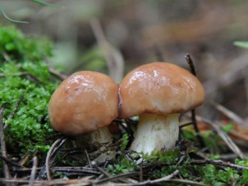 Сколько варить грибы перед жаркой. Нужно ли отваривать грибы перед жаркой?