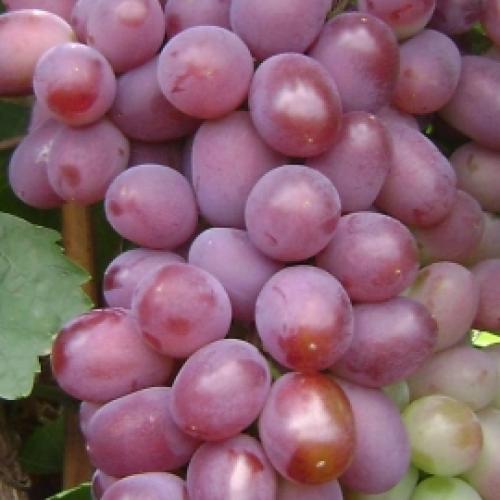 Каталог винограда. Каталог