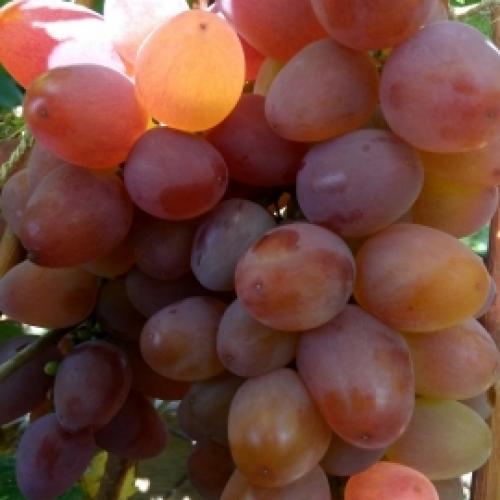 Каталог винограда. Каталог