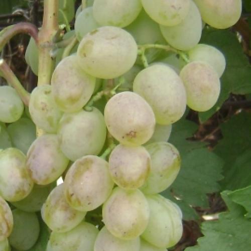 Каталог винограда. Каталог