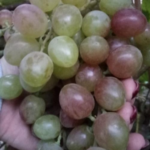 Каталог винограда. Каталог