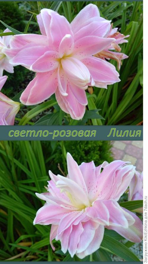 Какие ошибки можно допустить при пересадке лилий. Забросайте советами: как не наделать ошибок при посадке лилий?