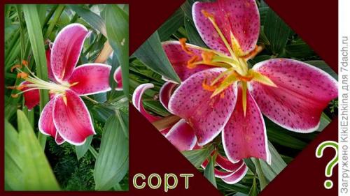 Какие ошибки можно допустить при пересадке лилий. Забросайте советами: как не наделать ошибок при посадке лилий?