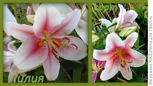 Какие ошибки можно допустить при пересадке лилий. Забросайте советами: как не наделать ошибок при посадке лилий?