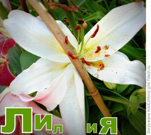 Какие ошибки можно допустить при пересадке лилий. Забросайте советами: как не наделать ошибок при посадке лилий?