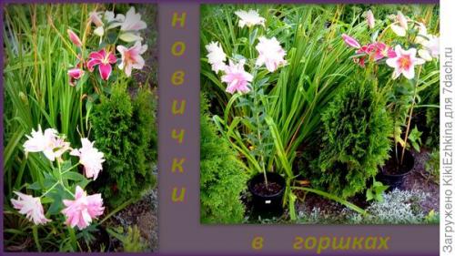 Какие ошибки можно допустить при пересадке лилий. Забросайте советами: как не наделать ошибок при посадке лилий?