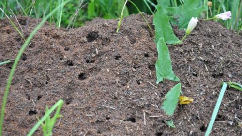 Борьба с садовыми муравьями народными средствами. Народные методы борьбы с муравьями 04