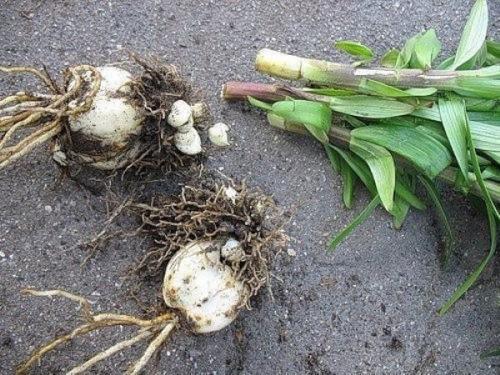 Можно ли пересаживать лилии в октябре. Достоинства и недостатки пересадки лилий осенью