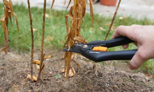 Когда выкапывать лилии осенью. Когда выкапывать лилии