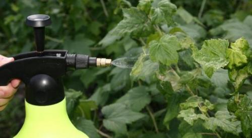 Чем подкормить ремонтантную малину во время плодоношения. Внесение удобрений весной