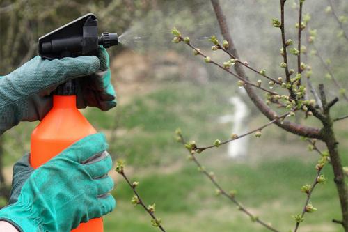Уход за плодовыми деревьями в сентябре. Правильный уход за садом и огородом осенью по месяцам 06 Уход за плодовыми деревьями в сентябре. Правильный уход за садом и огородом осенью по месяцам 06