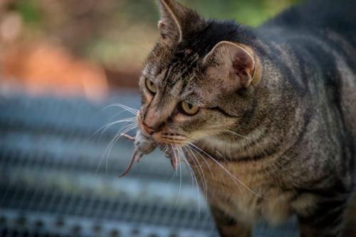 Как избавится от мышей в частном доме. Эффективные методы борьбы с мышами
