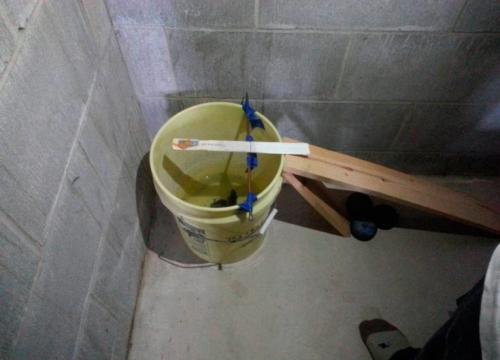 Как избавится от мышей в частном доме. Эффективные методы борьбы с мышами