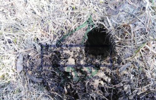 Уничтожение мышей на даче.  Специальные гранулы для уничтожения мышей и крыс 03 Уничтожение мышей на даче.  Специальные гранулы для уничтожения мышей и крыс 03