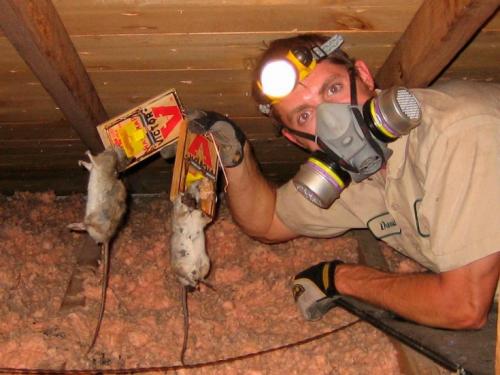 Как избавится от мышей в частном доме. Эффективные методы борьбы с мышами