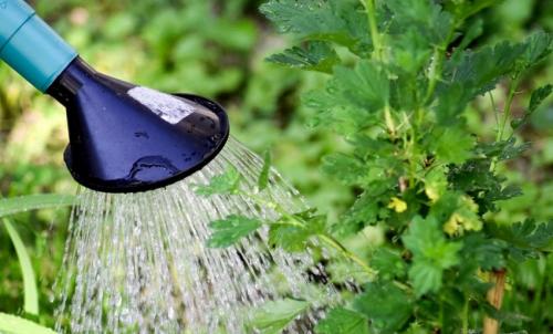 Уход за плодовыми деревьями в сентябре. Правильный уход за садом и огородом осенью по месяцам 04 Уход за плодовыми деревьями в сентябре. Правильный уход за садом и огородом осенью по месяцам 04