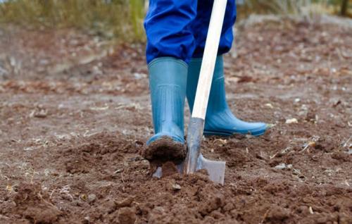 Самое эффективное средство от проволочника. Агротехнические приемы