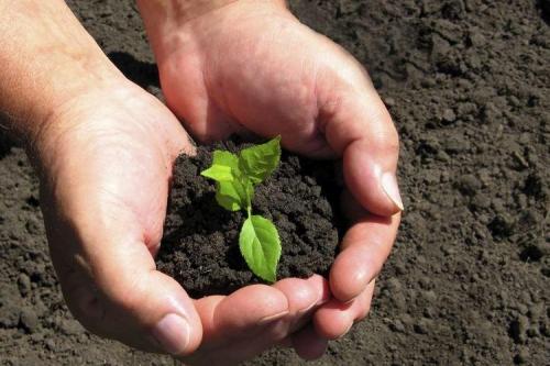 Чем обработать почву от болезней. Обеззараживание почвы весной и осенью