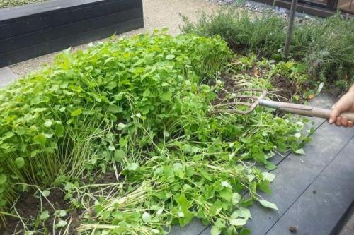 Чем обработать почву от болезней. Обеззараживание почвы весной и осенью