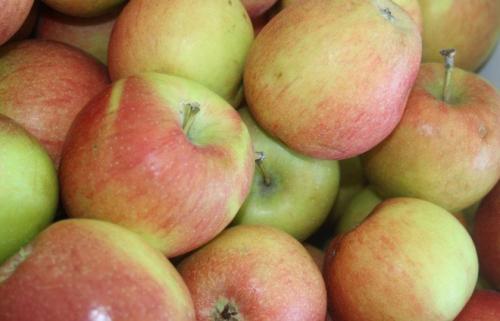 Топ-9 зимних яблок: самые вкусные сорта для вашего стола 09