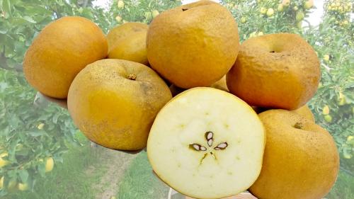 Яблоня с красной мякотью: описание сорта 'Розовый жемчуг 02 Яблоня с красной мякотью: описание сорта 'Розовый жемчуг 02