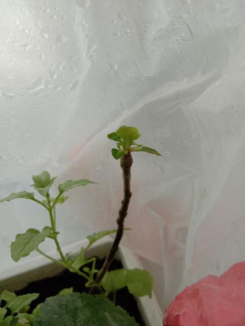 Можно ли выращивать зимние сорта яблок в домашних условиях. Яблони из семечек, зимовка и кажется, успешная