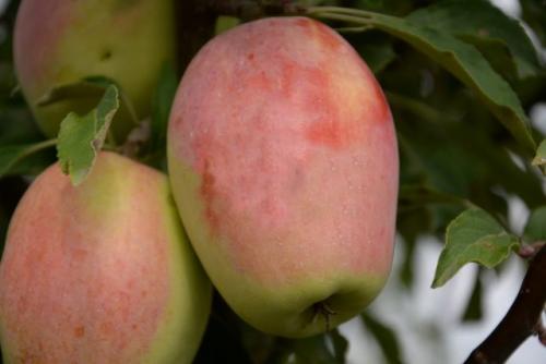 Какие сорта яблок имеют розовую мякоть внутри. Выбираем яблоко по форме