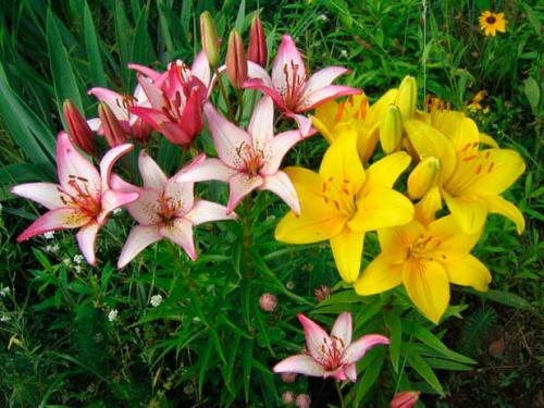 Пересадка белой лилии весной. Для чего нужна пересадка