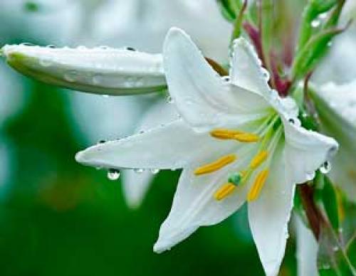 Пересадка белой лилии весной. Для чего нужна пересадка