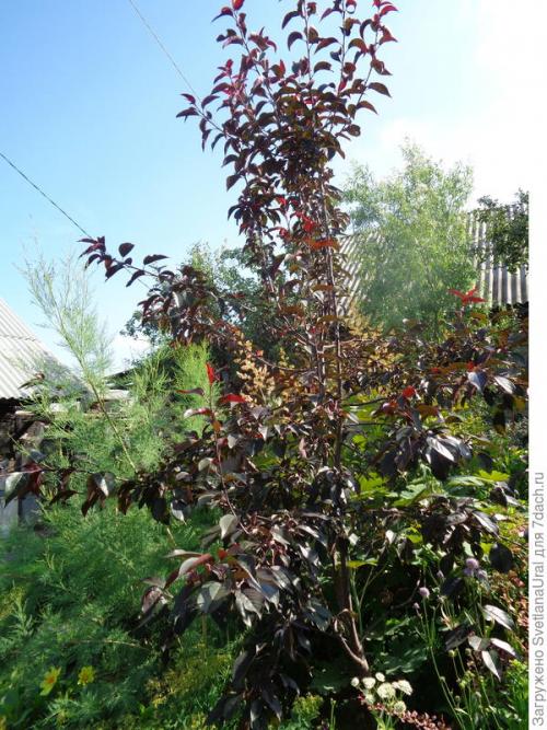 Как правильно ухаживать за яблоней с красной мякотью. Яблоня - это не только несколько килограммов яблок, но ещё и сказочная красота!