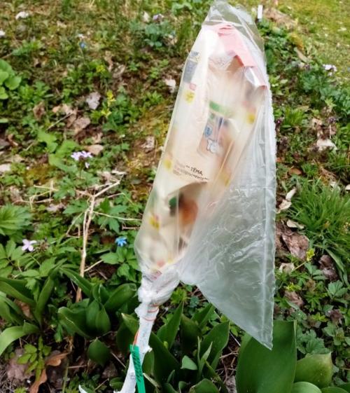 Можно ли передать признак красной мякоти через прививку. Что куда, когда и на что прививать?