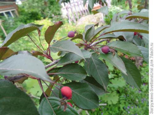 Как правильно ухаживать за яблоней с красной мякотью. Яблоня - это не только несколько килограммов яблок, но ещё и сказочная красота!