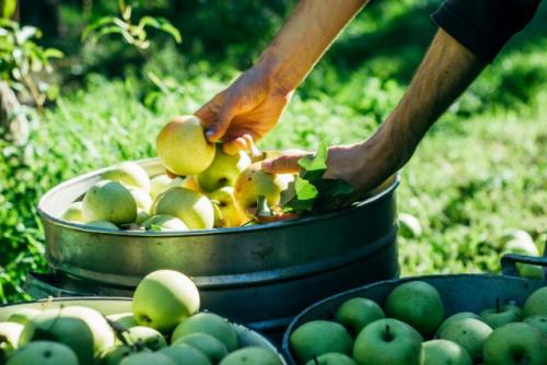 Как определить спелость яблок с красной мякотью. Как оценить зрелость ранних и средних яблок?