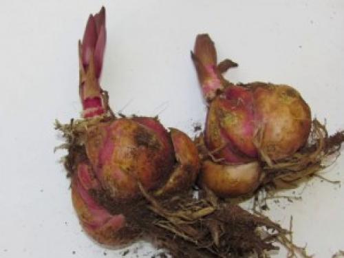 Когда и как правильно сажать лилии осенью. Когда сажать лилии осенью в регионах 02