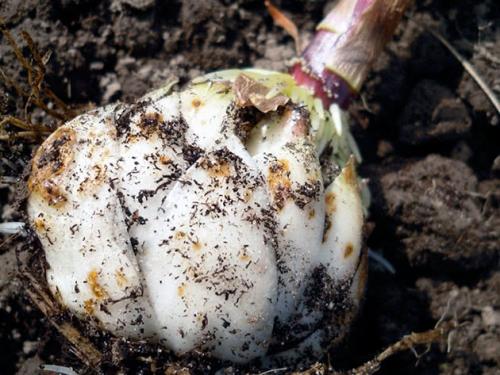 Когда сажать лилии осенью в грунт