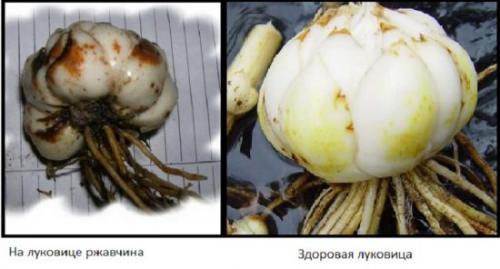 Можно ли сажать лилии в ноябре. Когда пересаживать лилии осенью, чтобы избежать ошибок