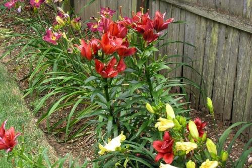 Когда лучше сажать лилии осенью или весной. Когда лучше сажать