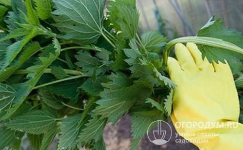 Посадка лилий в открытый грунт весной и осенью. Подготовка места и требования по выращиванию