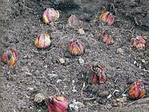 Когда сажать лилии. Куда сажать лилии