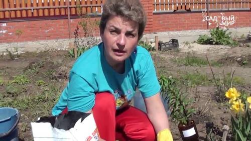 Осеняя посадка лилии в открытый грунт. Сроки осенней посадки лилий 03