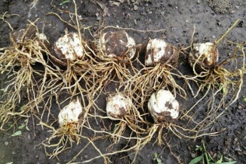 Когда сажать лилии осенью в сибири. Пересадка лилий осенью: когда и как посадить правильно