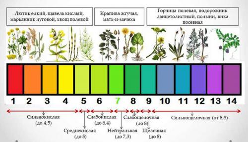 Подкисление почвы лимонной кислотой. Как самостоятельно определить кислотность почвы