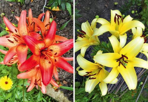 Посадка лилий осенью: 3 разных способа