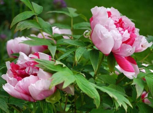 Когда и как сажать лилии в открытый грунт весной и осенью. Размножение лилий чешуйками луковиц 02