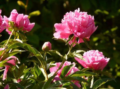 Когда и как сажать лилии в открытый грунт весной и осенью. Размножение лилий чешуйками луковиц 01