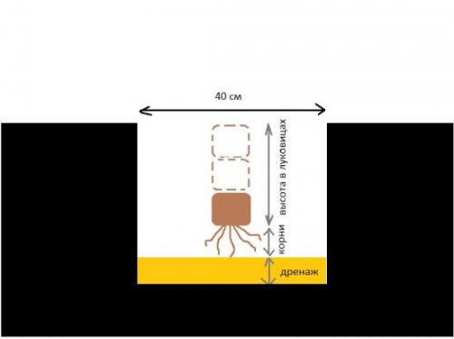 Пересадка лилий осенью. Особенности осенней пересадки лилий