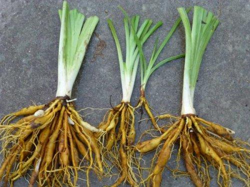 Когда пересаживать лилии и лилейники. Когда можно пересаживать лилейники